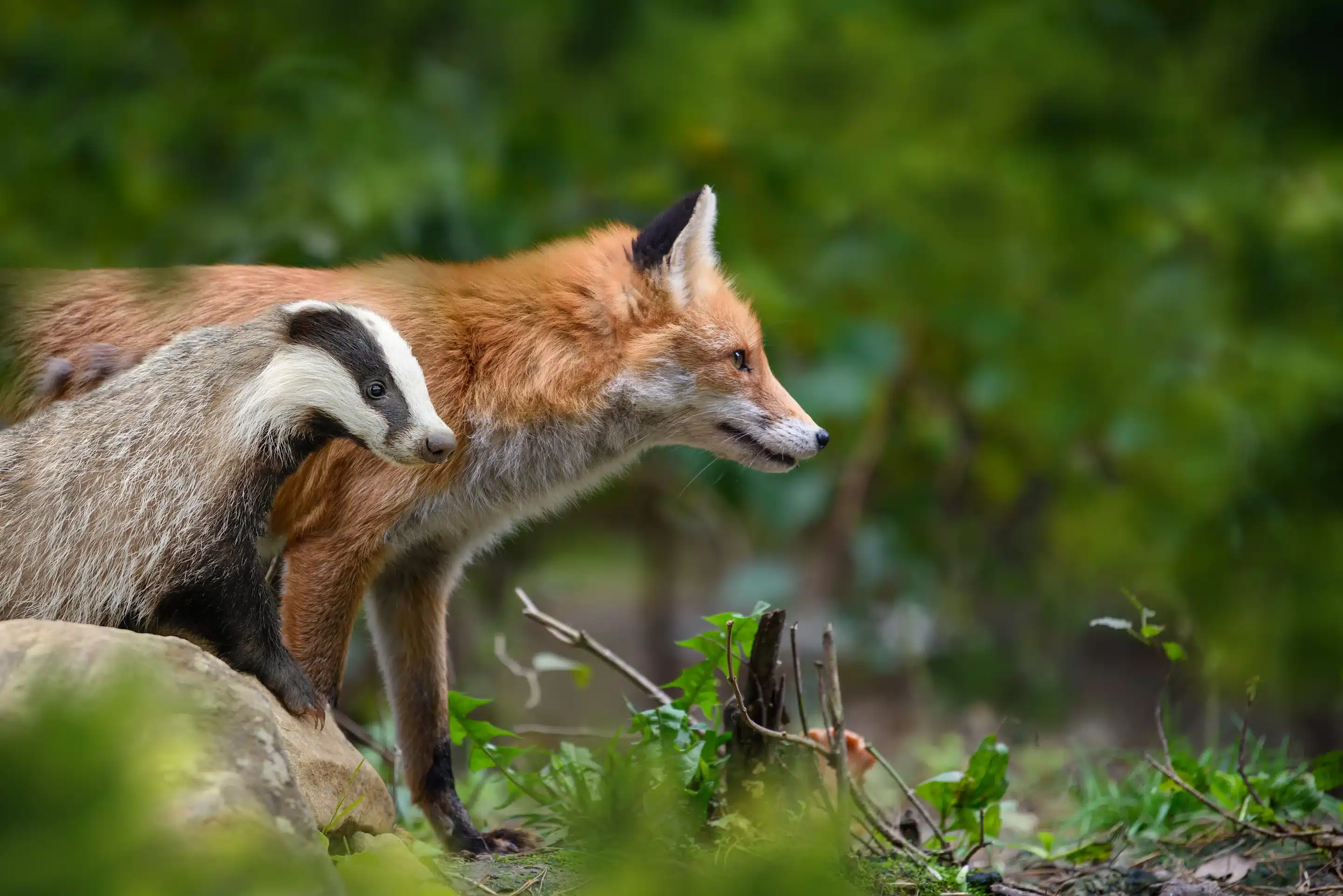 Dachs Größe im Vergleich zum Fuchs - Wildtiere in Deutschland