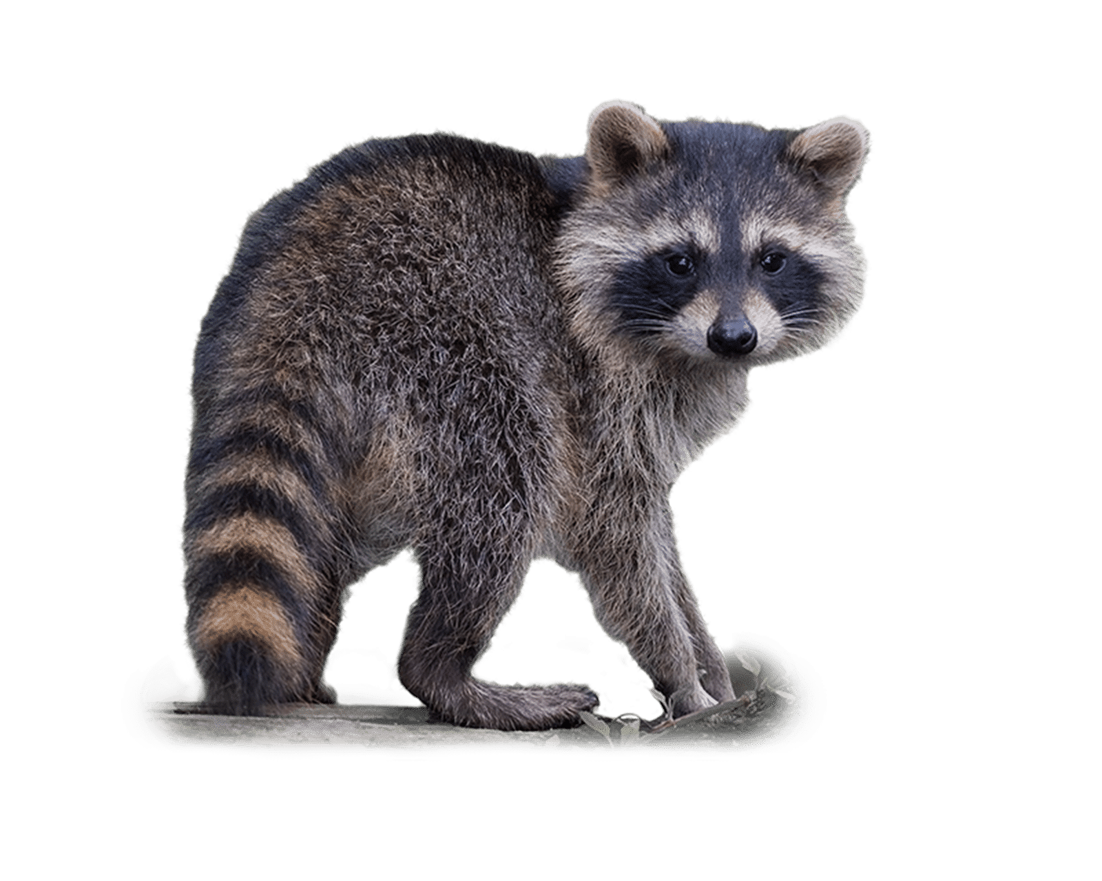 Waschbär - Wildtiere in Deutschland