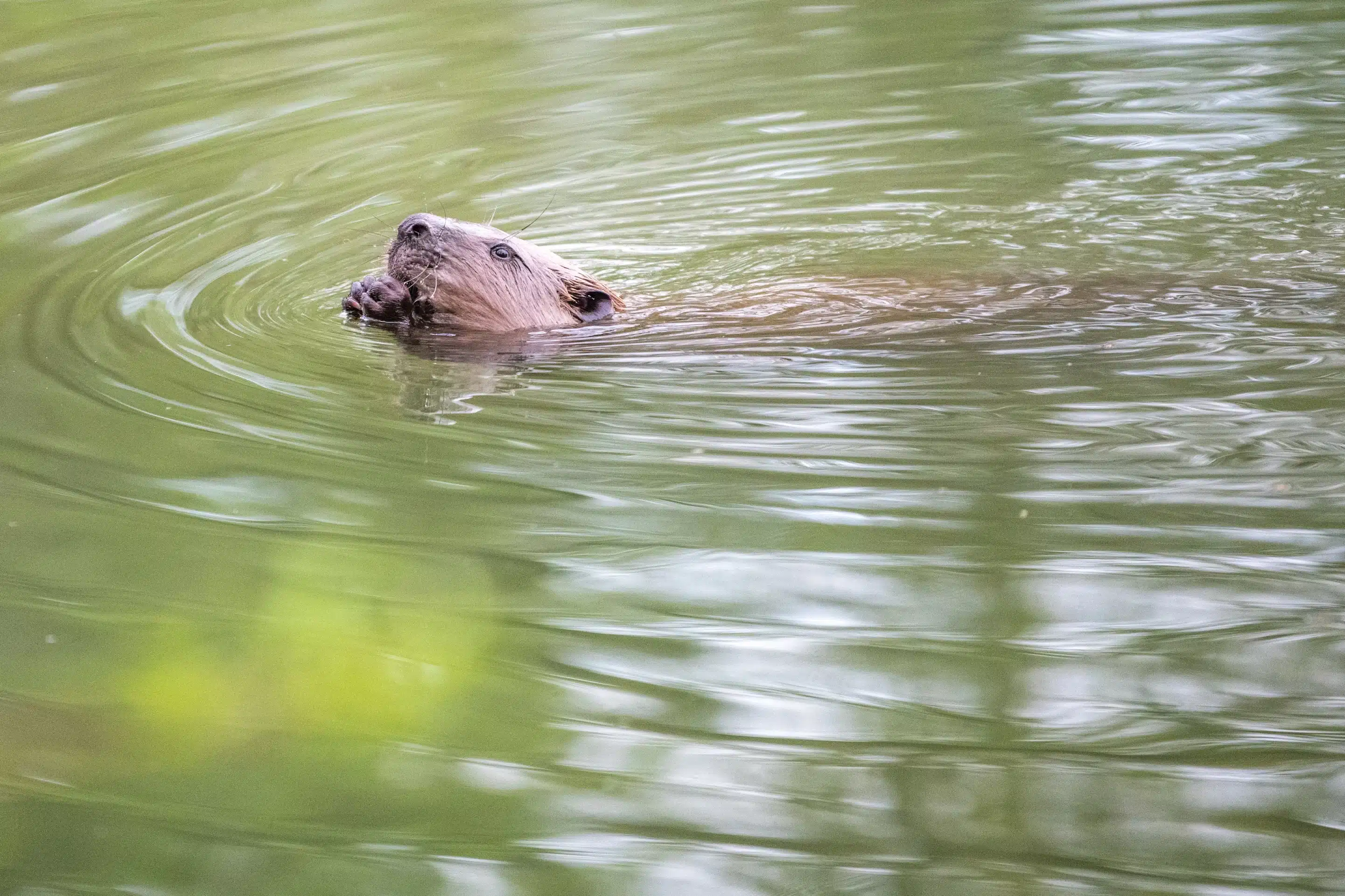 Wildbrücke zeigt einen schwimmenden Biber - Wildtiere in Deutschland