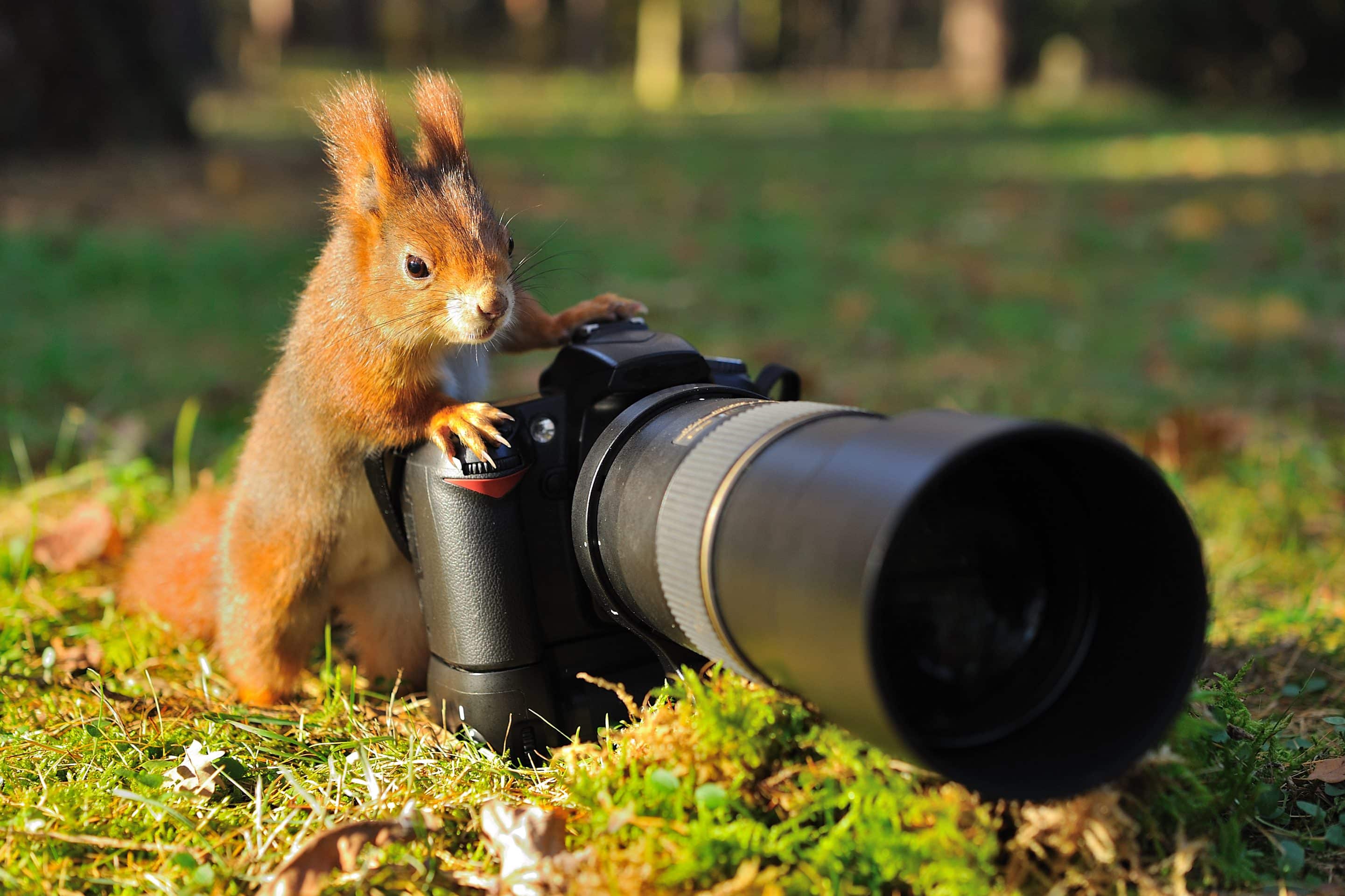 Squirrel with big professional camera Eichhörnchen Bilder - Wildtiere in Deutschland