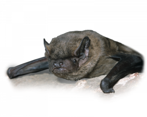 Fledermaus - Wildtiere in Deutschland