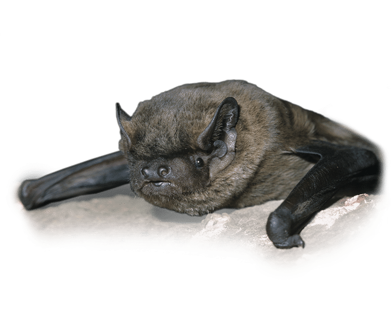 Fledermaus