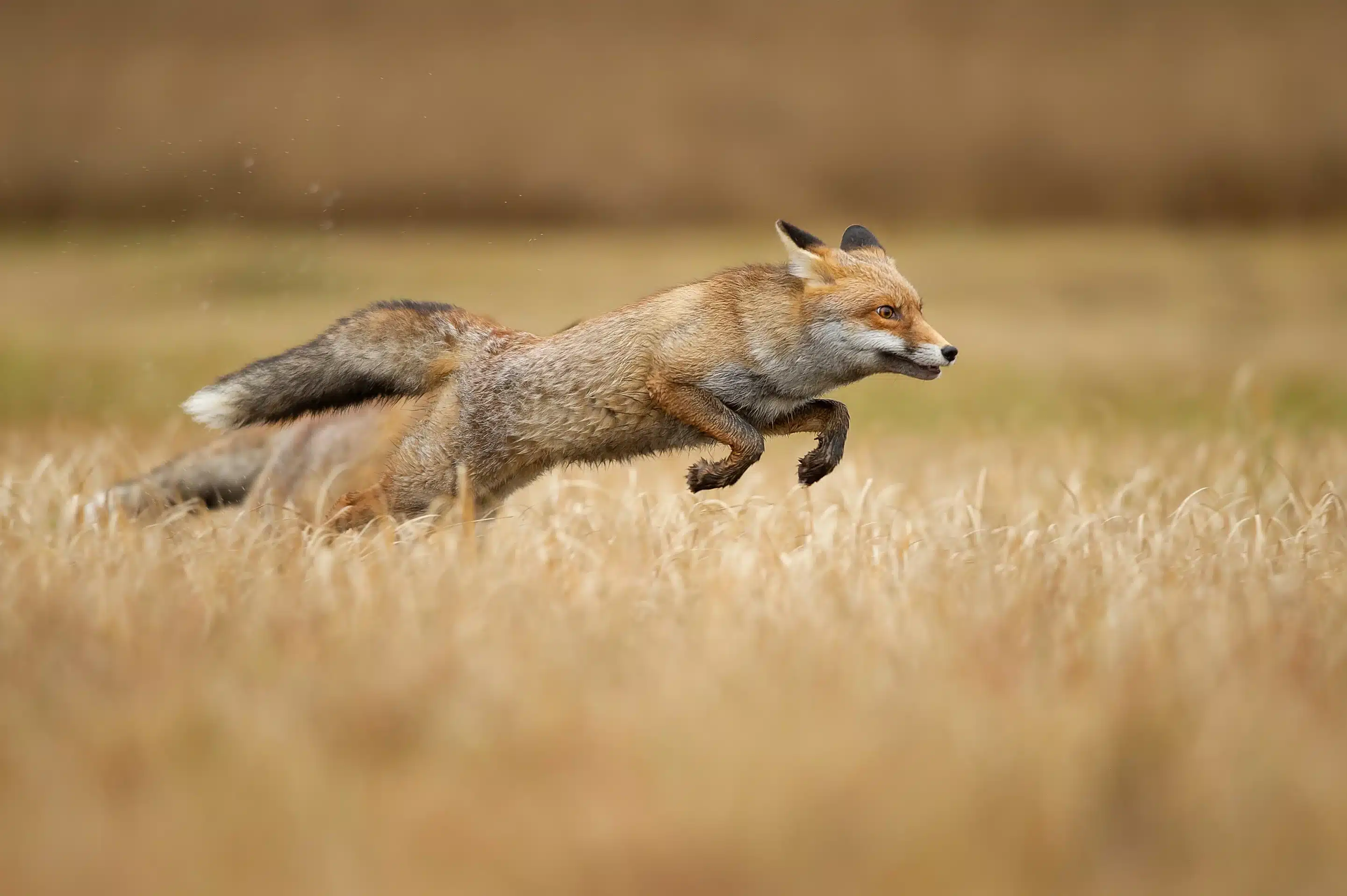 Fuchs im Sprung - Wildtiere in Deutschland