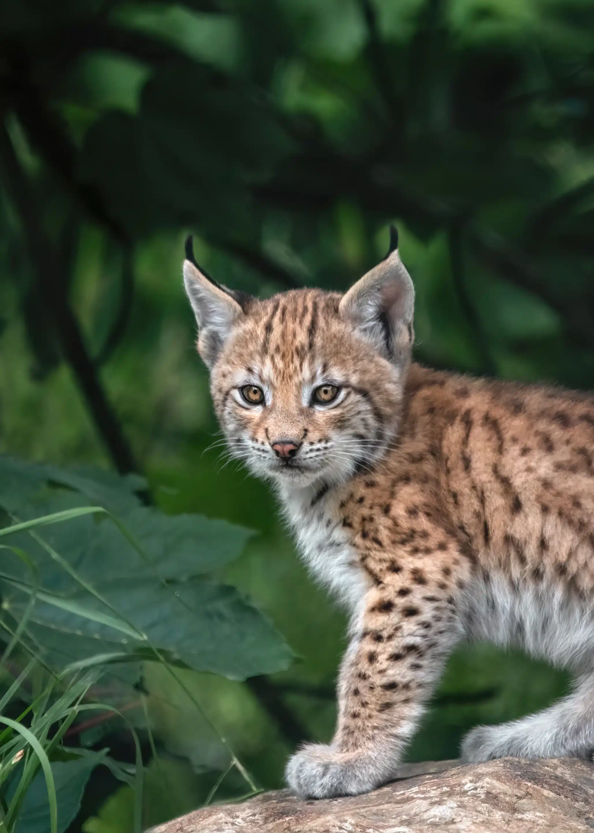 Luchs Baby im Gras - Wildtiere in Deutschland