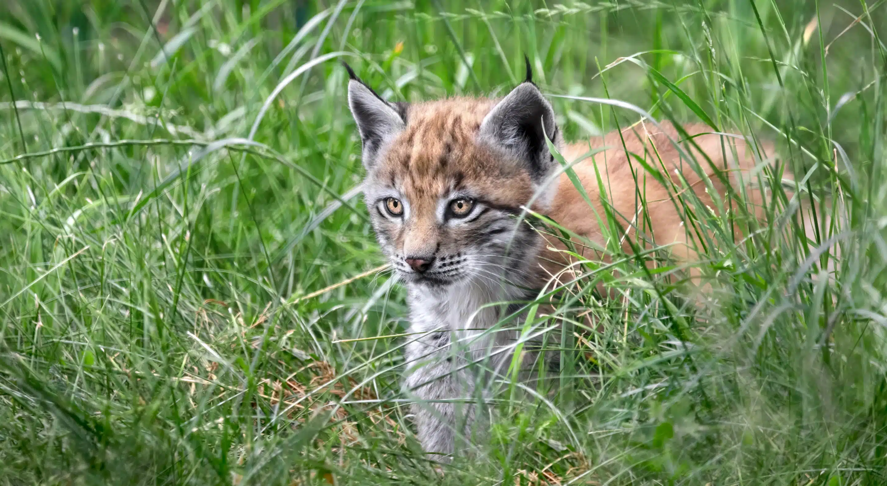 Luchs Baby im Gras - Wildtiere in Deutschland
