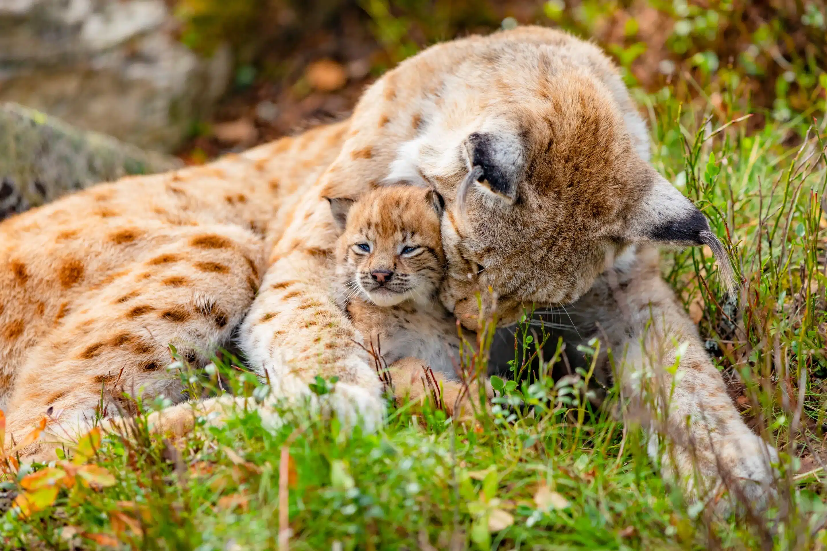 Luchs Baby kuschelt mit seiner Luchs Mutter - Wildtiere in Deutschland
