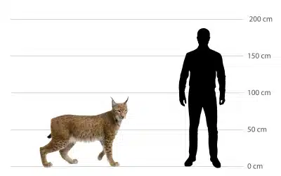 Luchs Größe