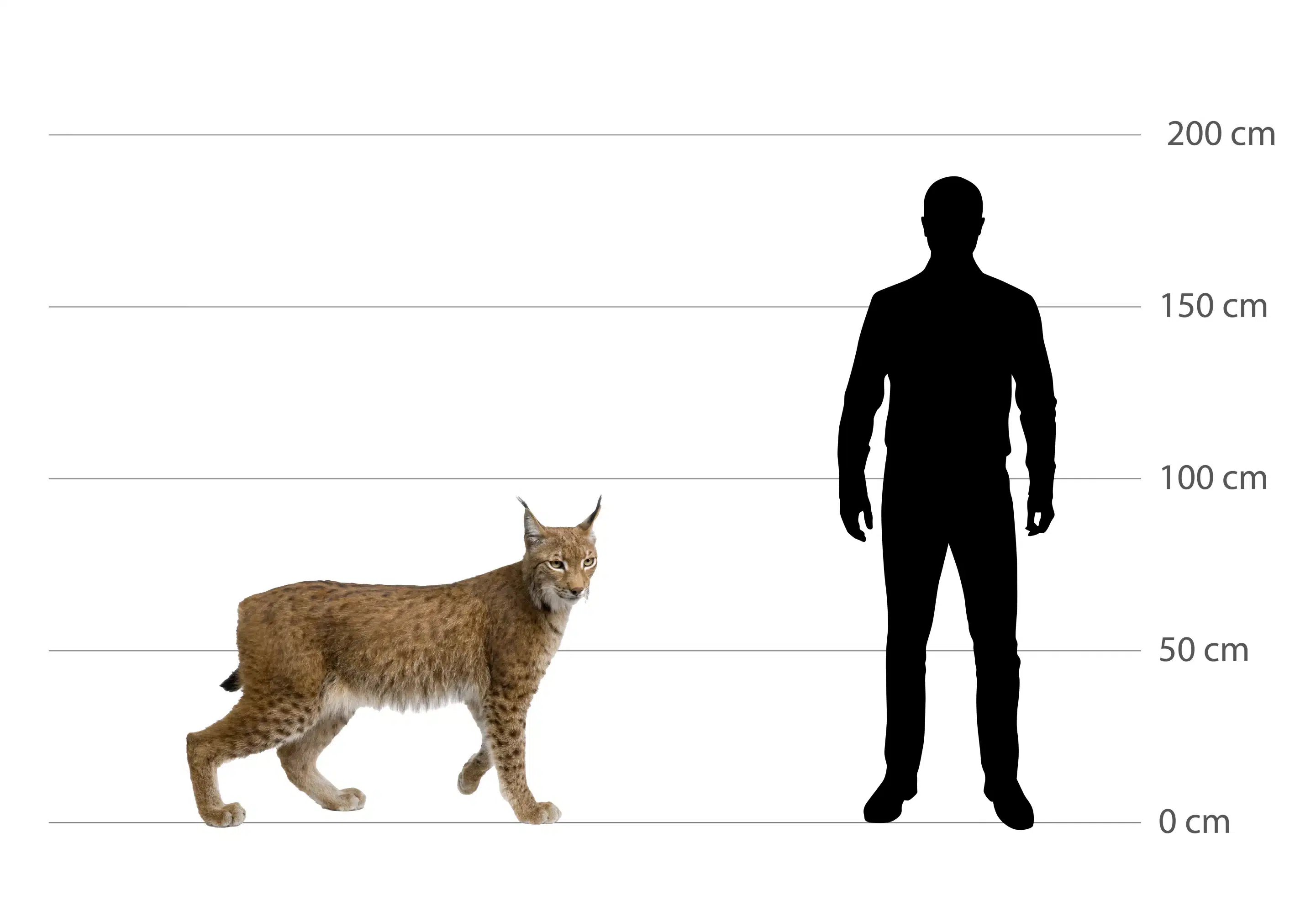 Luchs Größe - Wildtiere in Deutschland