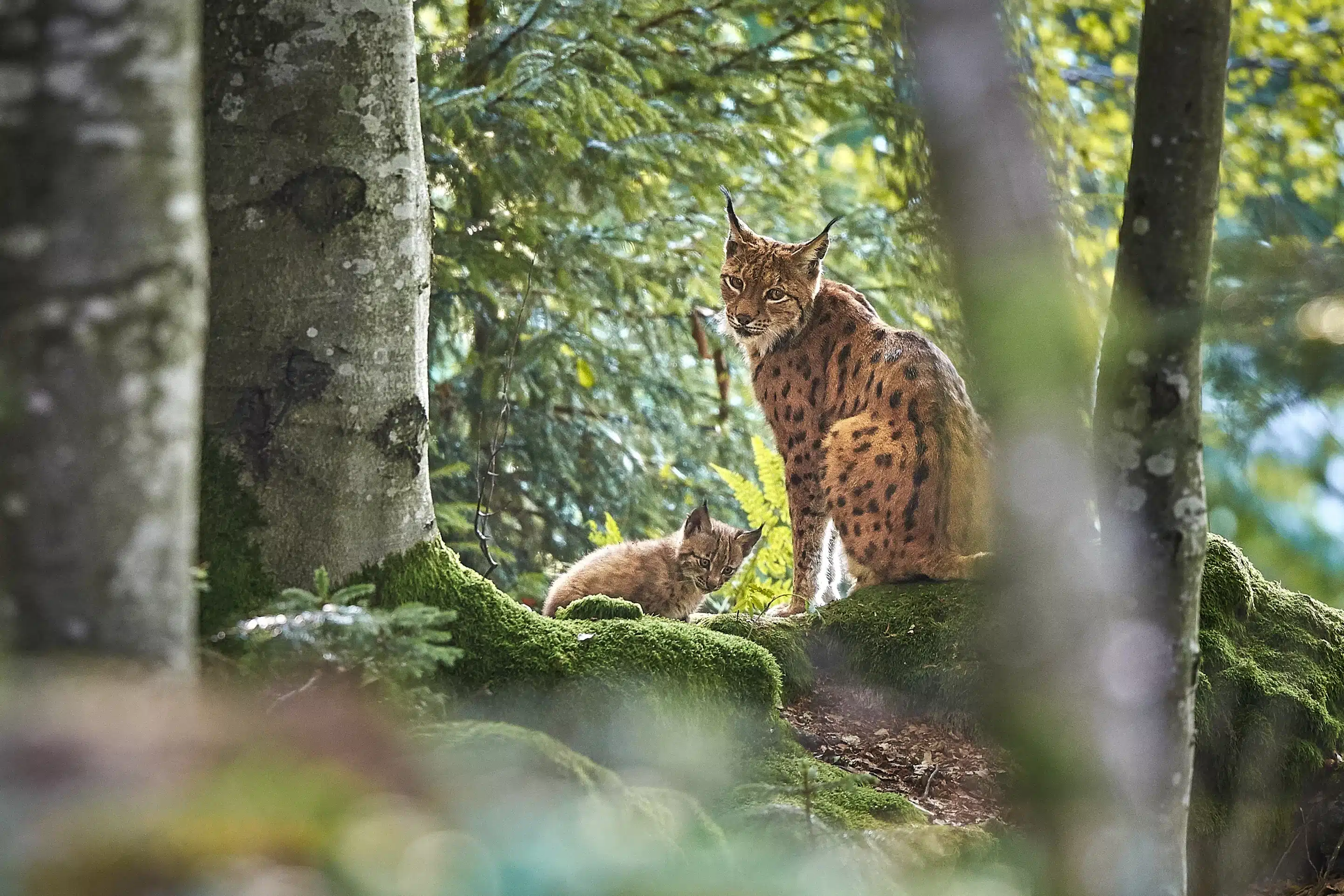 Luchs Mutter und Luchs Baby im Wald - Wildtiere in Deutschland
