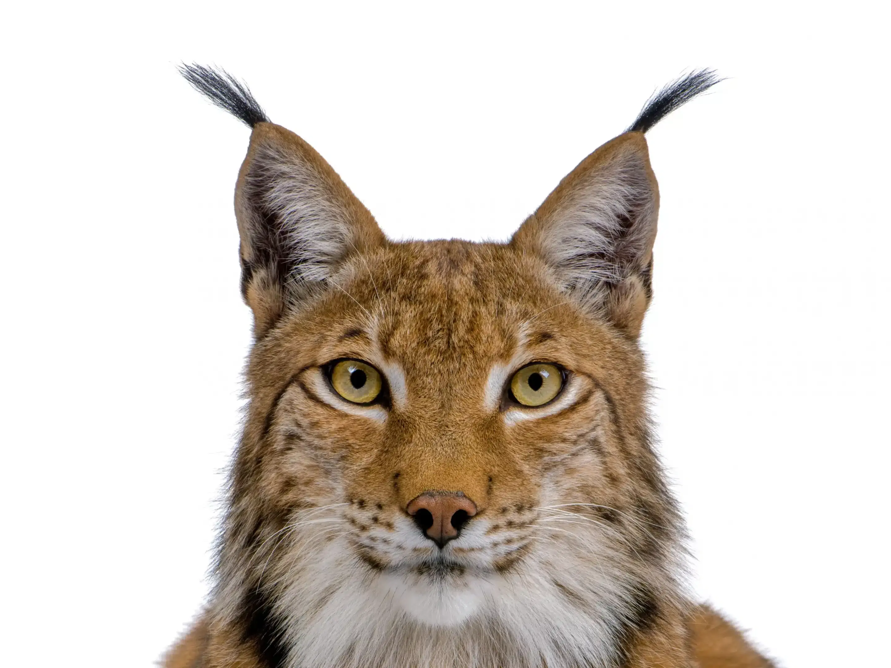 Қынапқа салынған жатырішілік құрылғының фотосы.