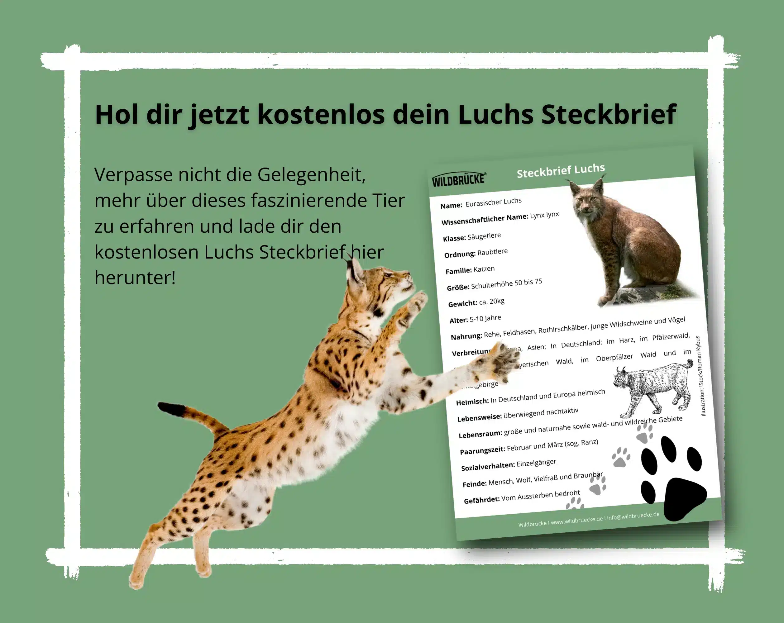 Lade dir hier den kostenlosen Luchs Steckbrief herunter