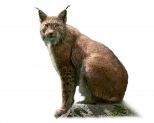 Luchs - Wildtiere in Deutschland