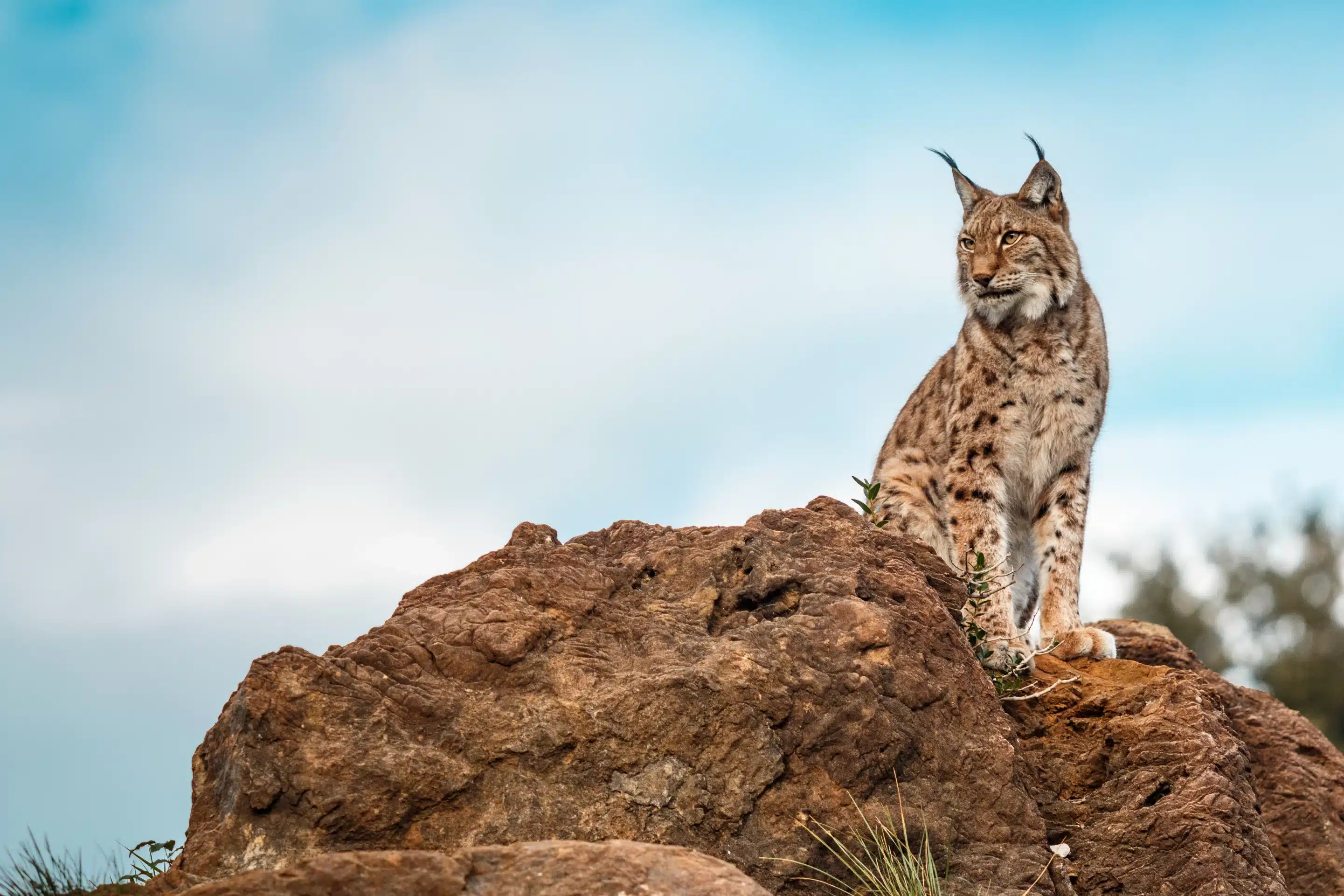 Luchs auf einem Felsen - Wildtiere in Deutschland