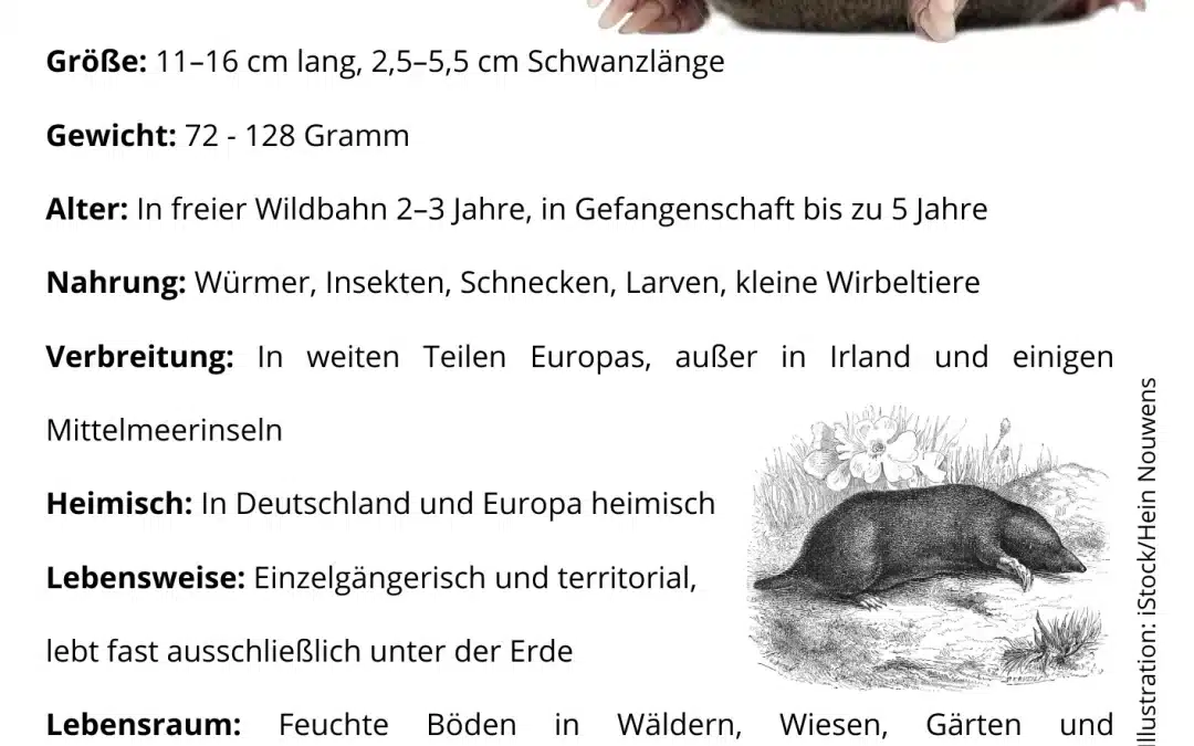 Der Maulwurf im Steckbrief