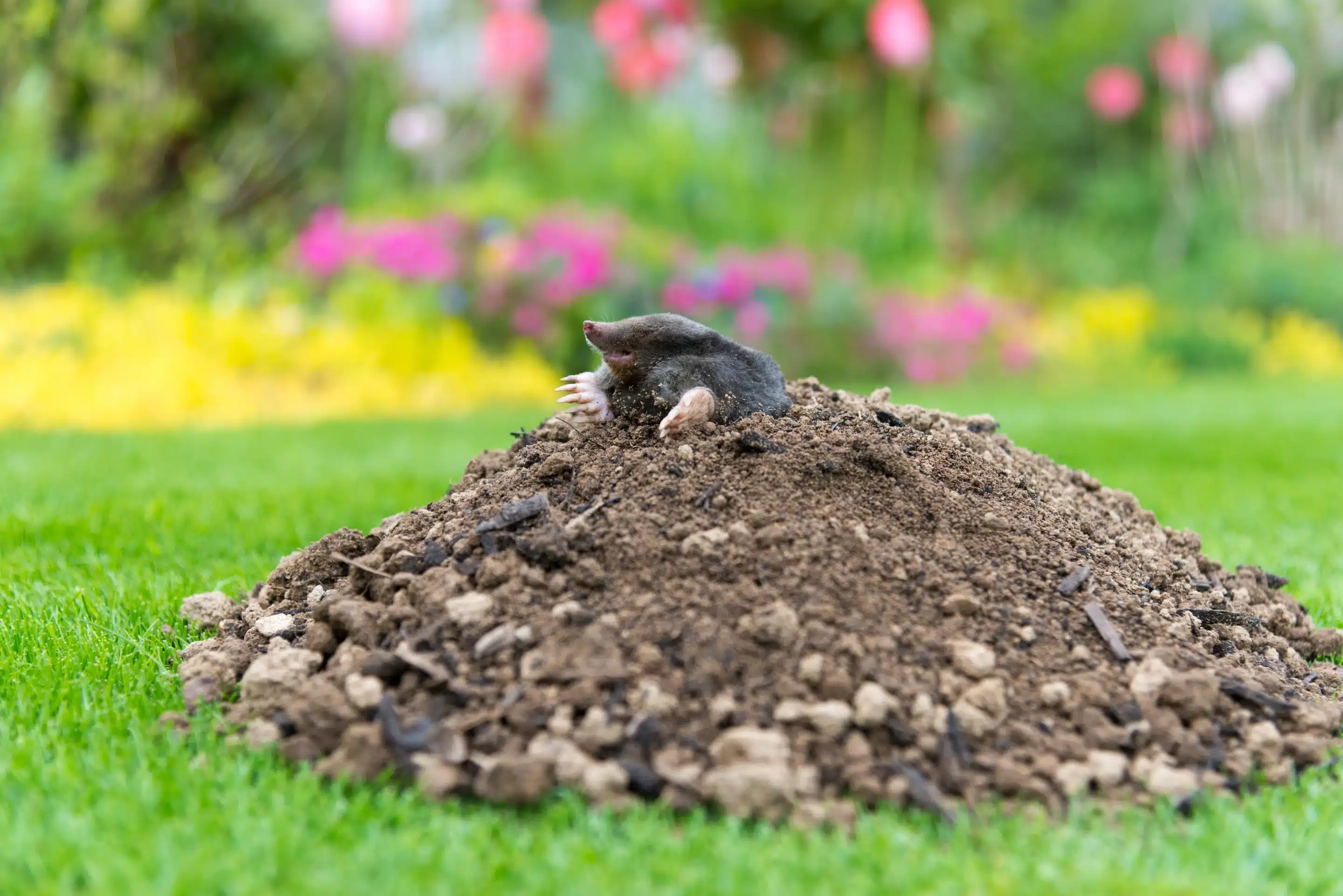 Maulwurf im Garten - Wildtiere in Deutschland