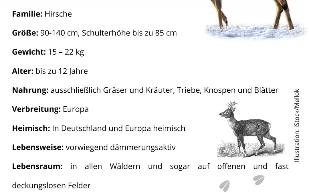 Reh Steckbrief: Alles Wissenswerte über das Reh