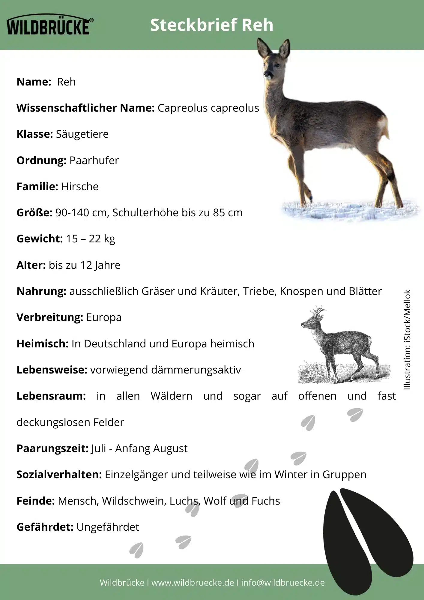 Reh Steckbrief - Wildtiere in Deutschland