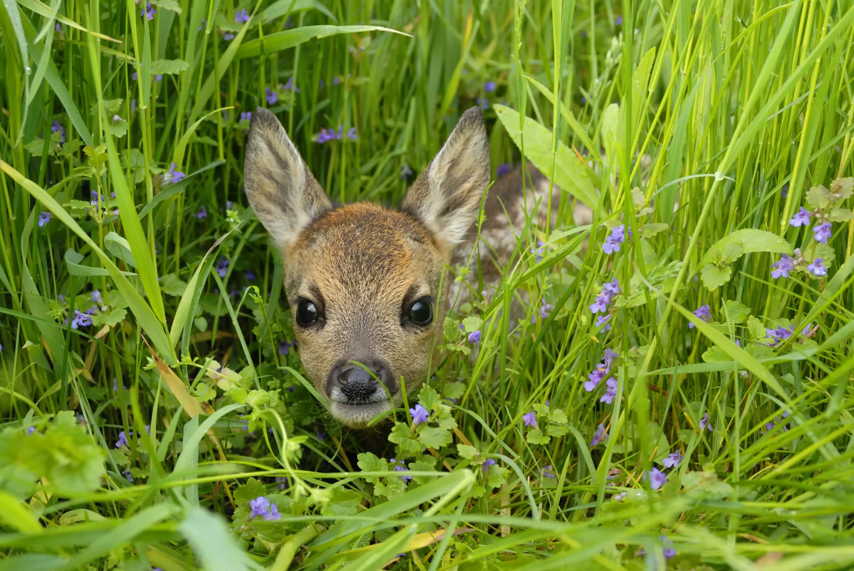 Rehkitz in einer Wiese - Wildtiere in Deutschland Rehkitz in einer Wiese - Wildtiere in Deutschland