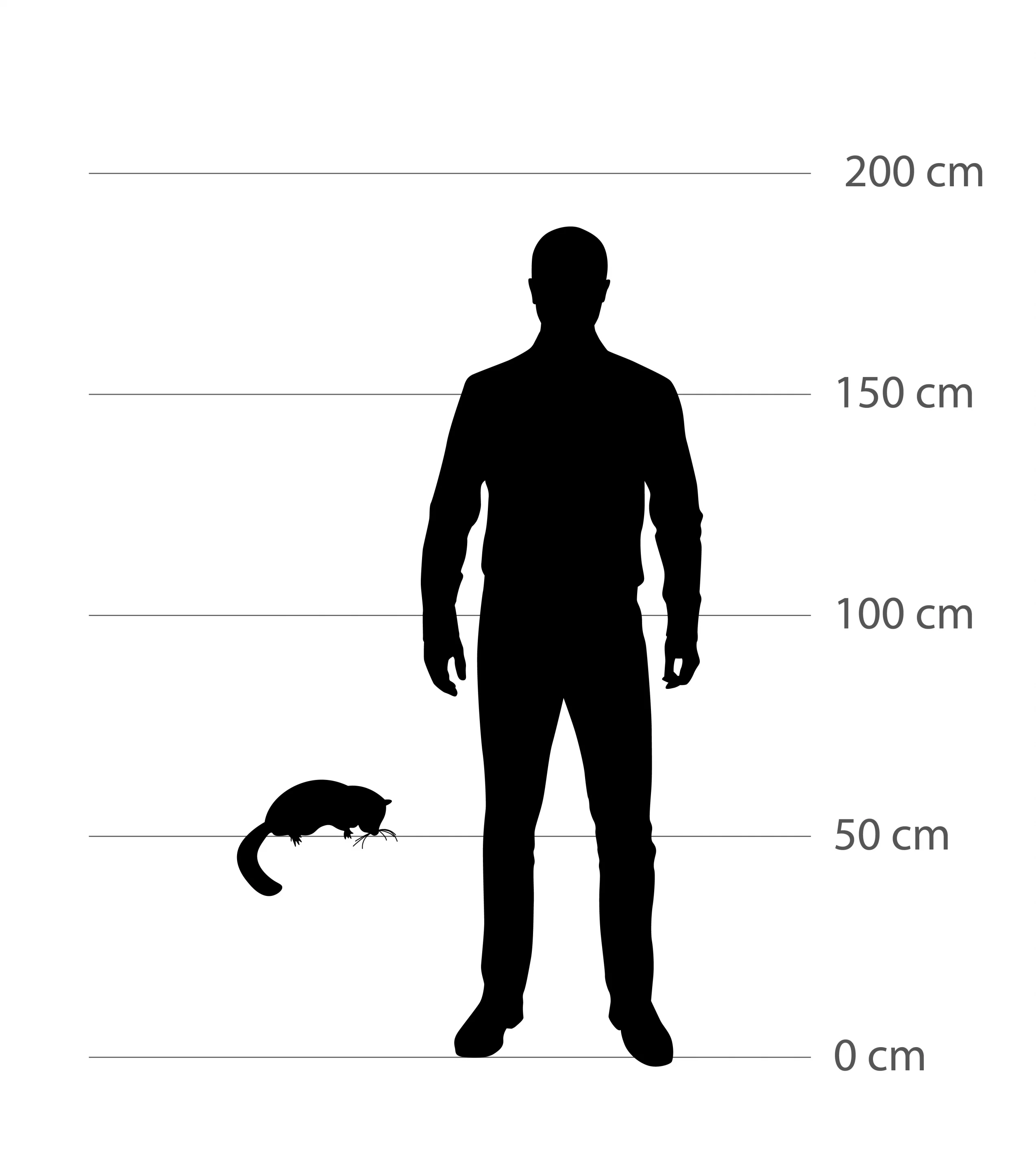 Siebenschläfer Größe - Wildtiere in Deutschland