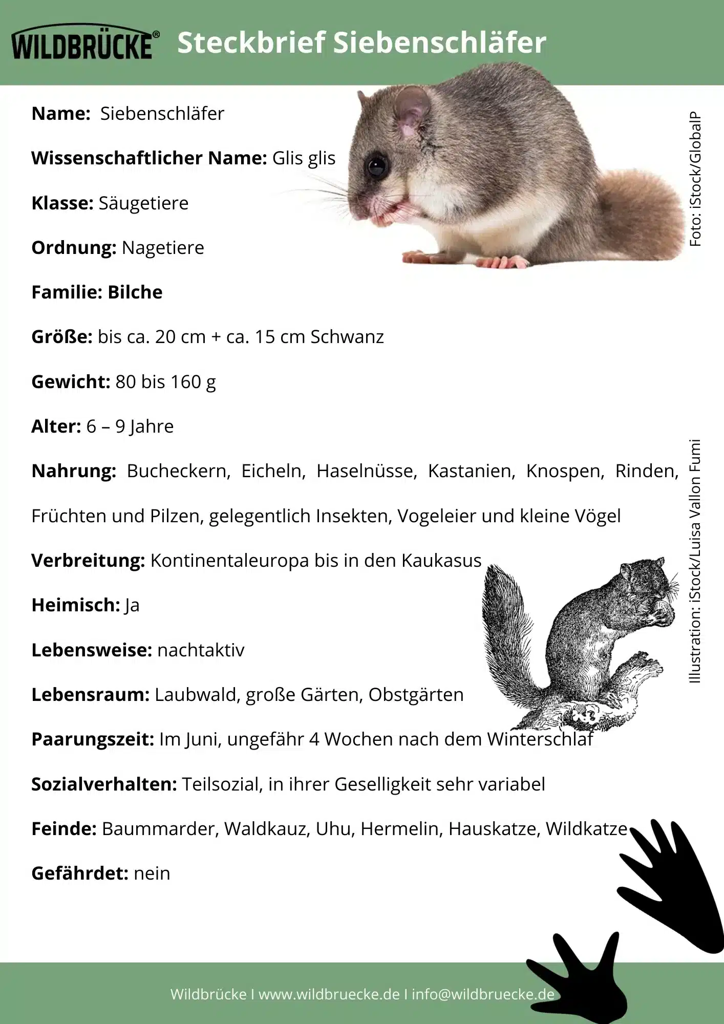 Siebenschläfer Steckbrief von Wildbrücke - Wildtiere in Deutschland