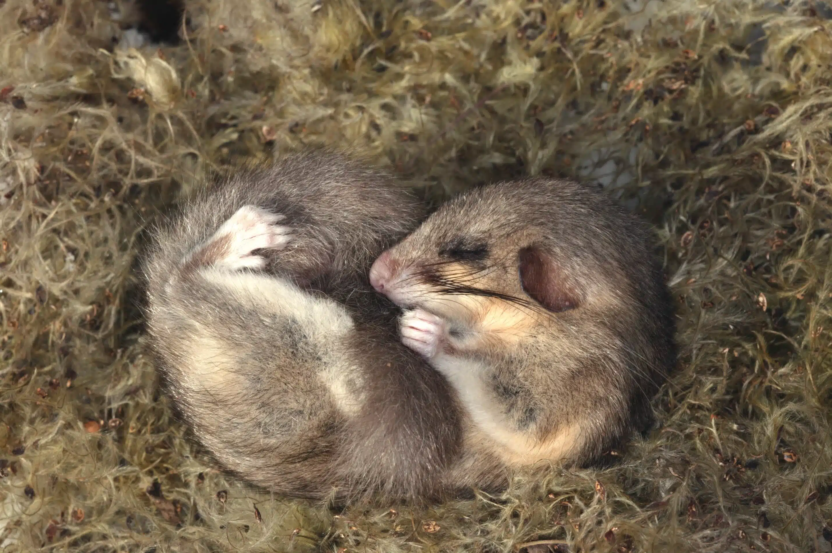 Siebenschläfer - Wildtiere in Deutschland -Michel VIARD Siebenschläfer - Wildtiere in Deutschland