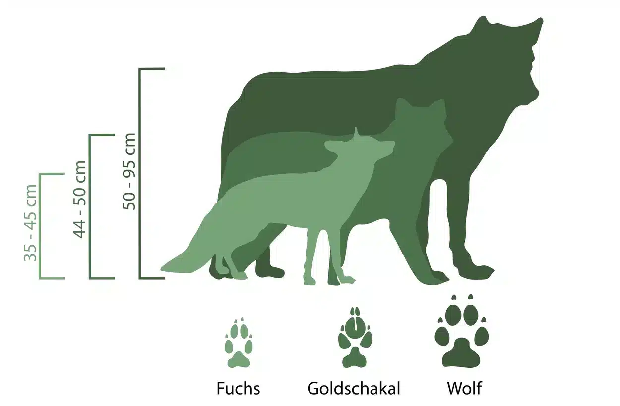 Wolf, Goldschakal und Fuchs - Wildtiere in Deutschland