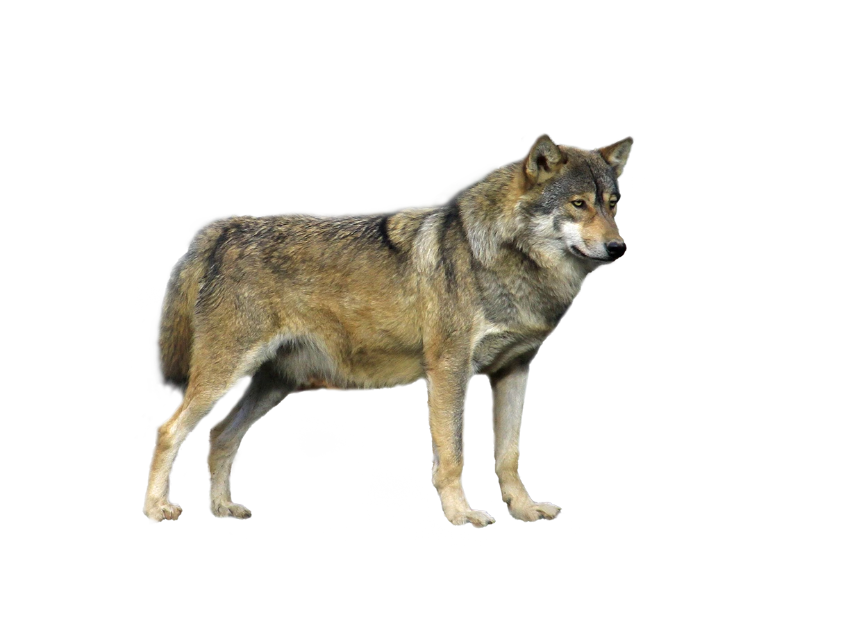 Wolf - Wildtiere in Deutschland