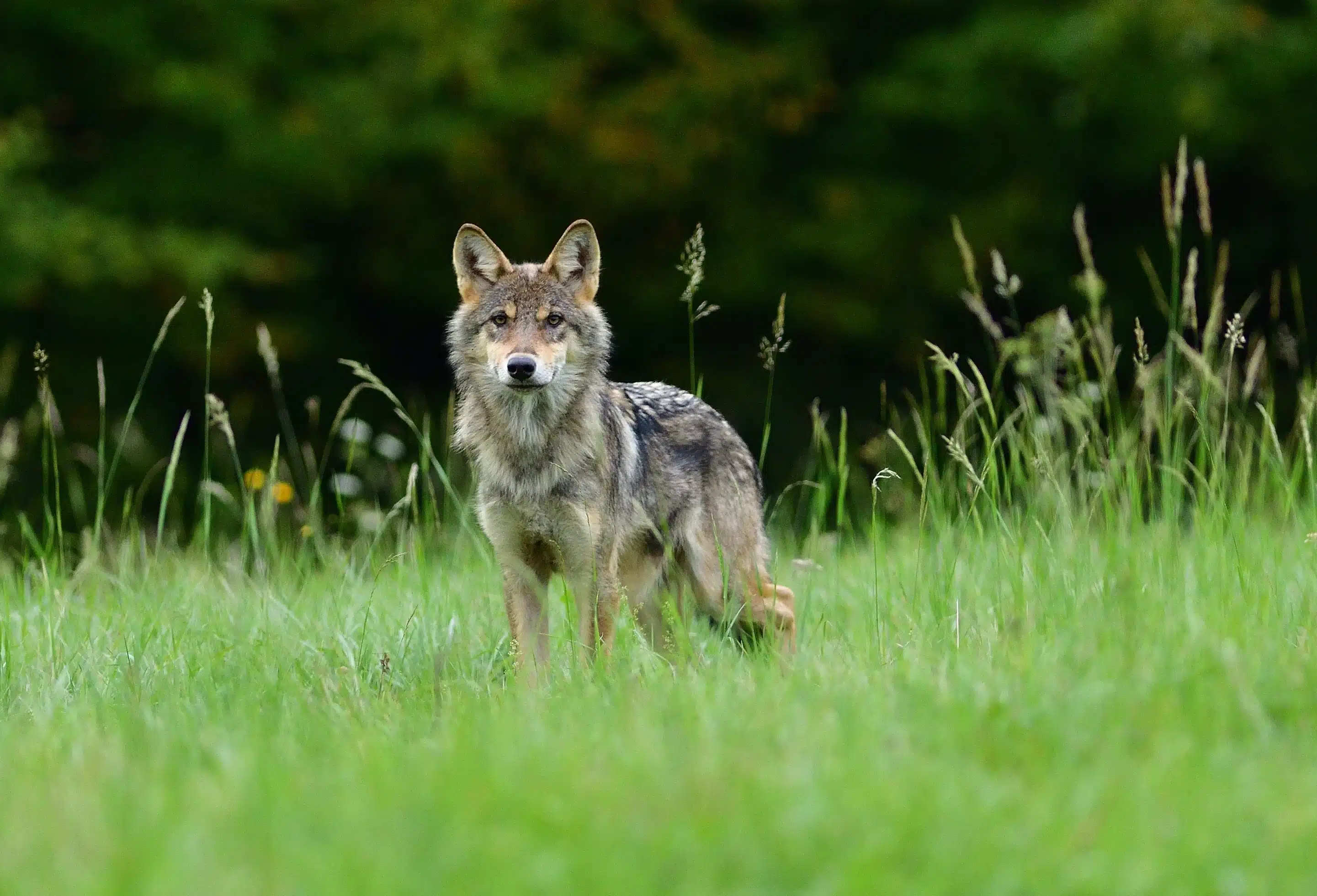 Wolf auf Wiese - Wildtiere in Deutschland