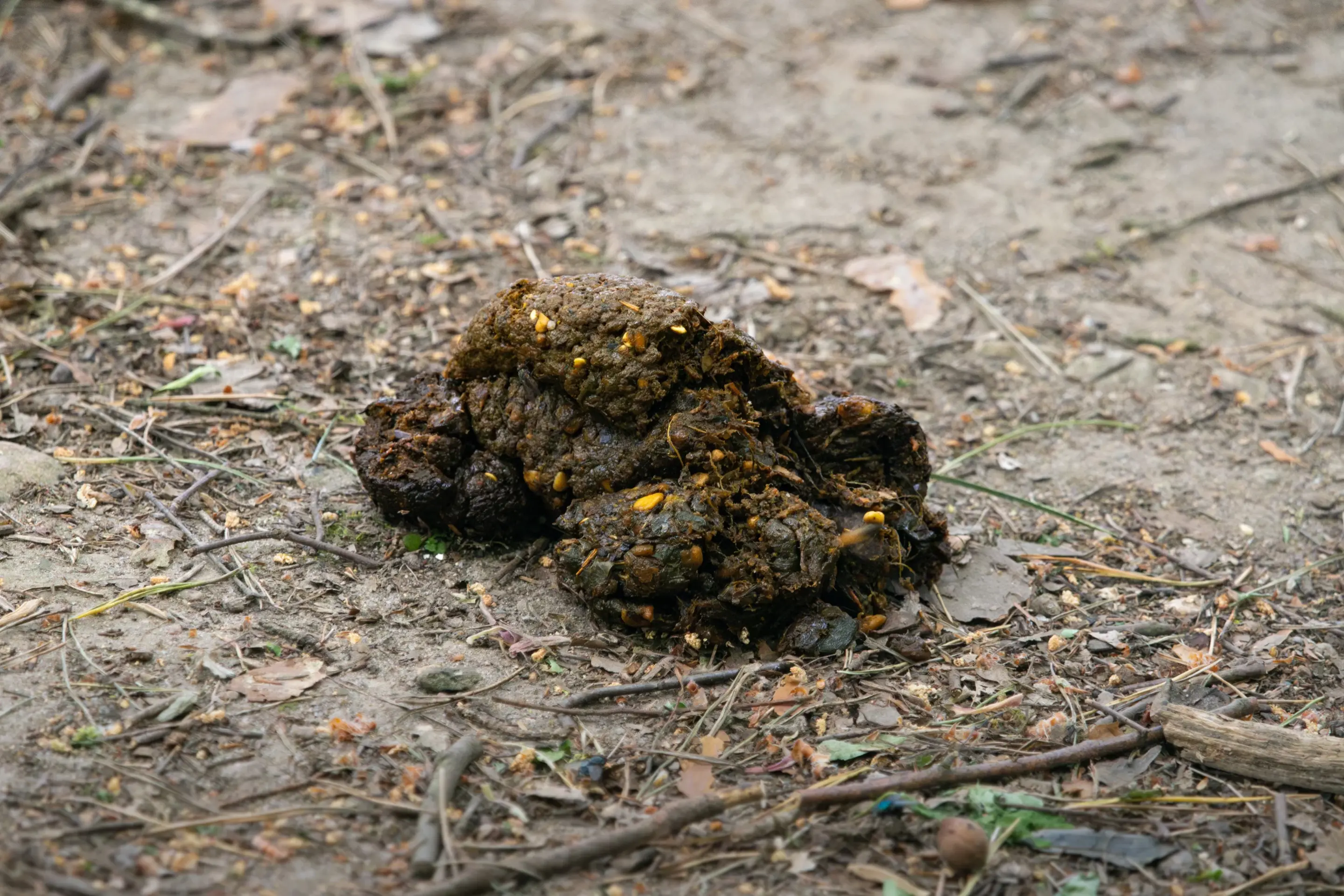 Braunbär Losung - Wildtiere in Deutschland