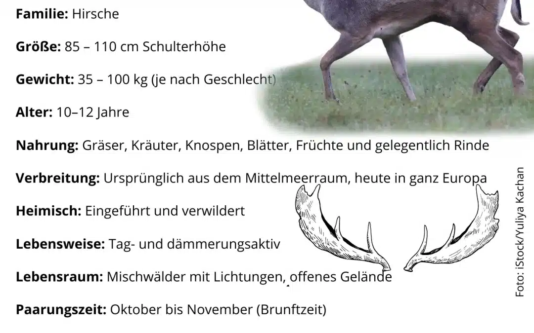 Damhirsch Steckbrief – Alle Fakten zum Damwild (Dama dama)