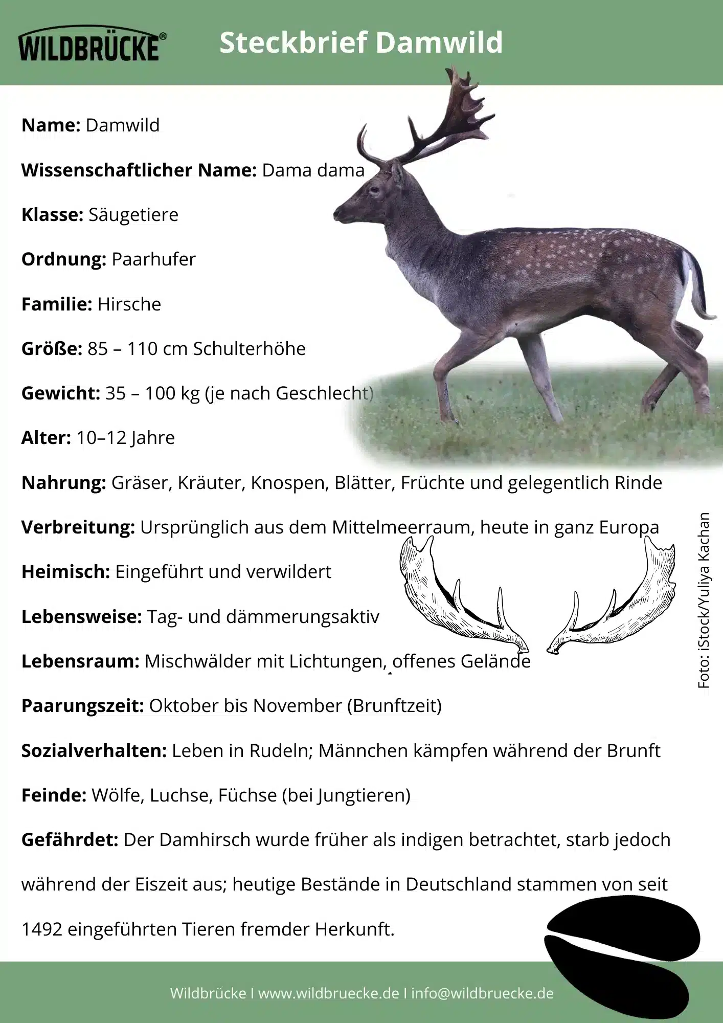 Damwild Steckbrief - Wildtiere in Deutschland