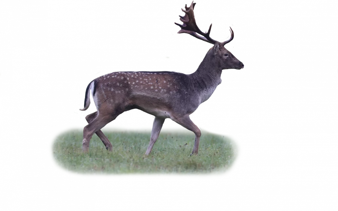 Damwild