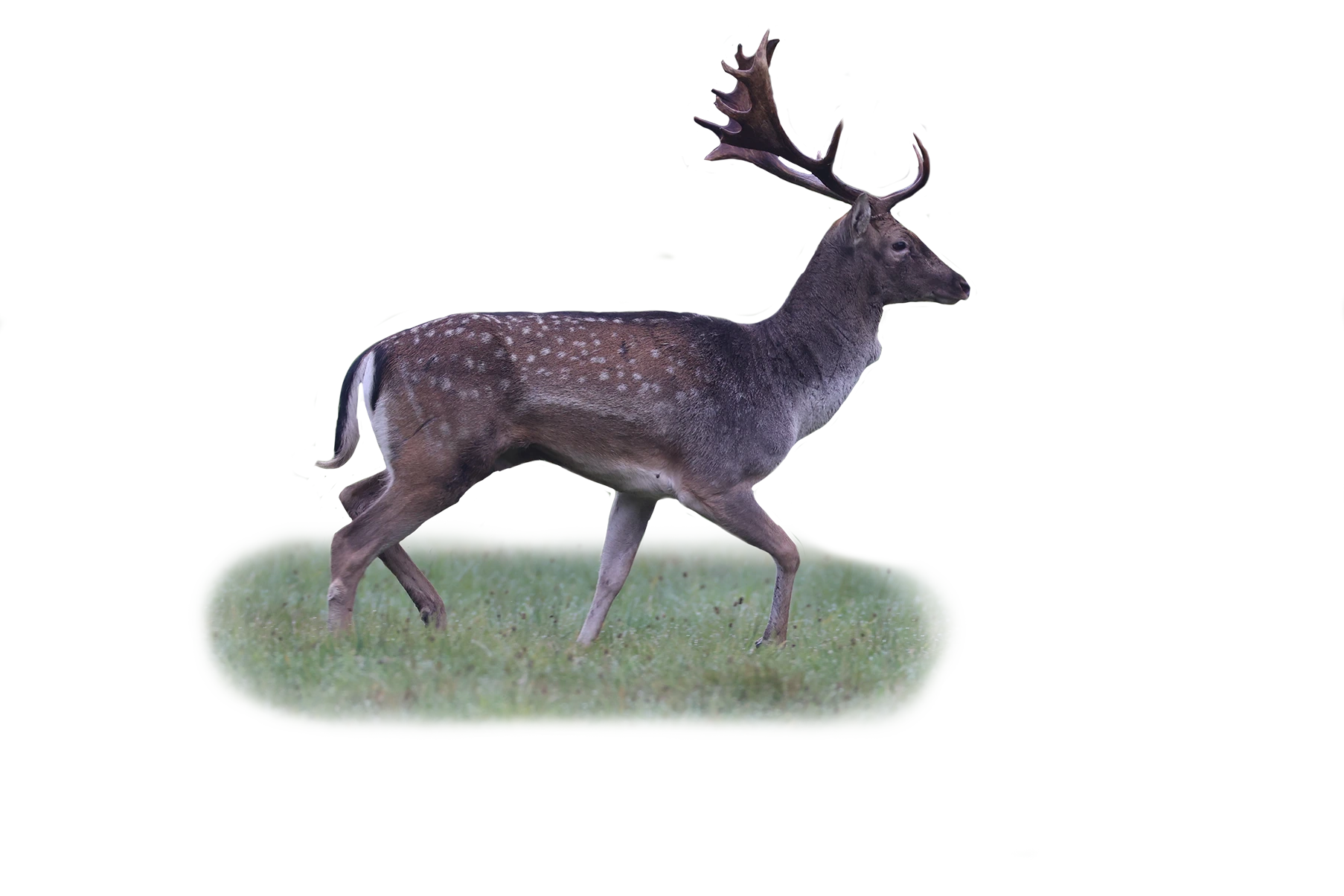Damwild - Wildtiere in Deutschland
