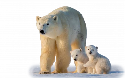 Eisbär