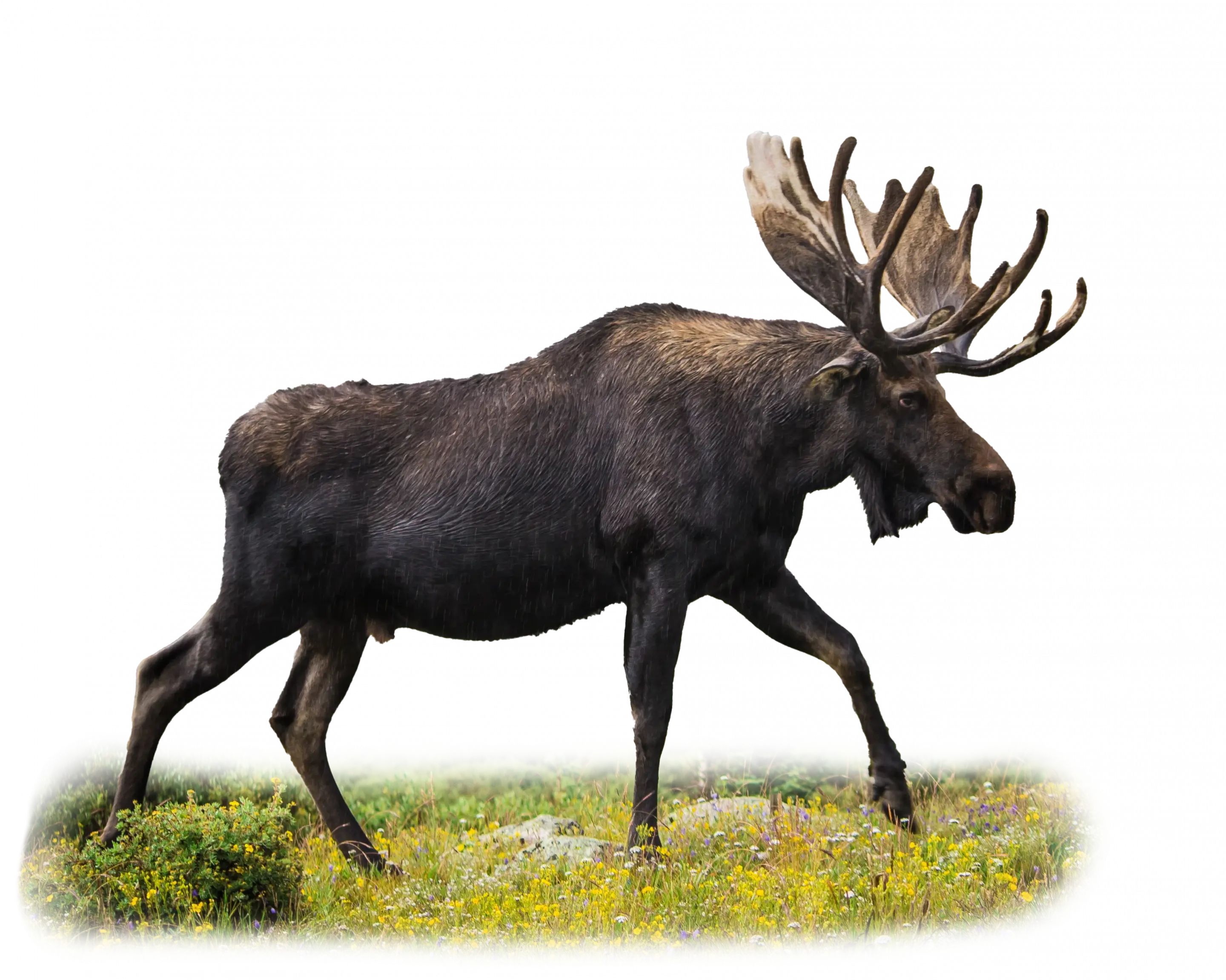 Elch - Wildtiere in Europa