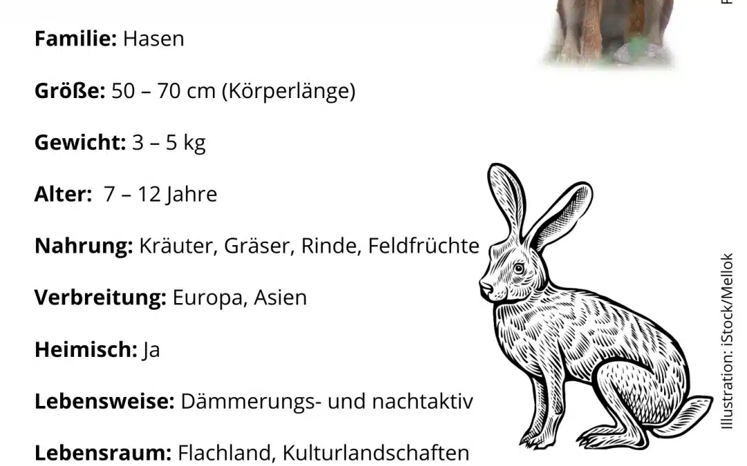 🐇 Der Feldhase im Steckbrief – Wildtiere in Europa einfach erklärt