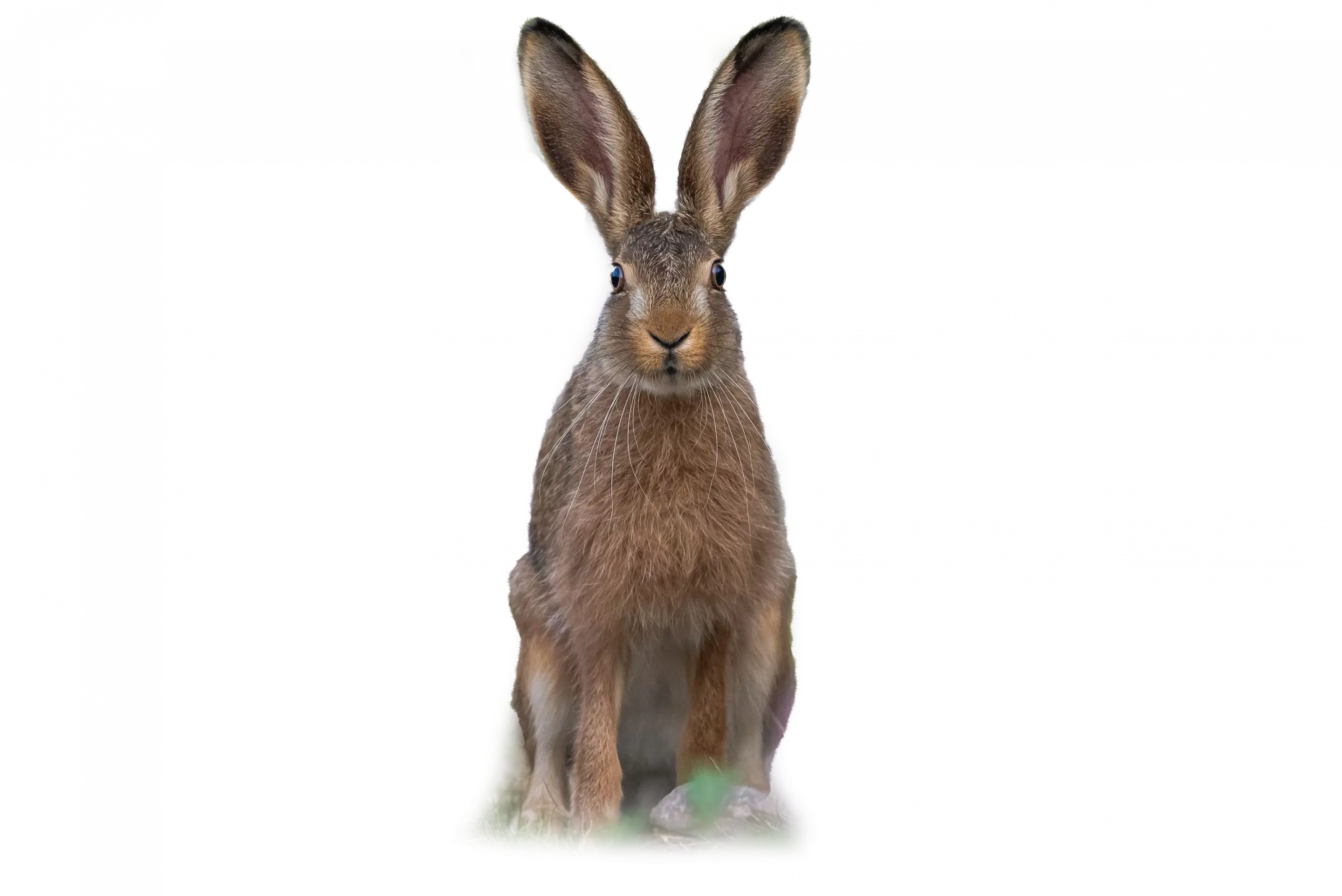Feldhase - Wildtiere in Deutschland