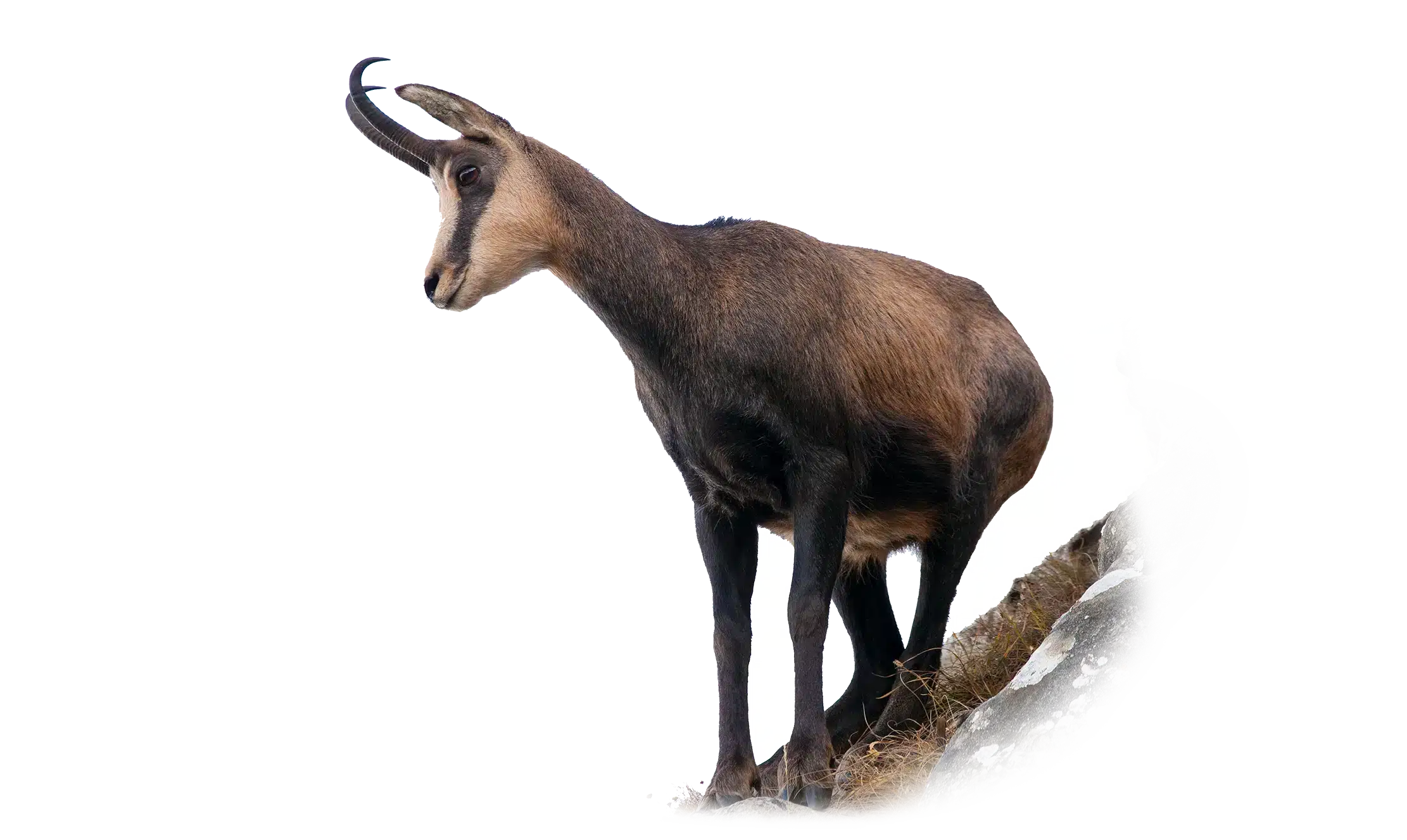 Gams - Wildtiere in Deutschland