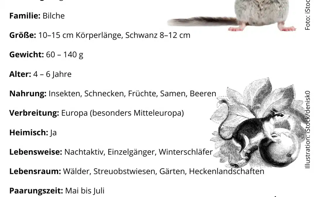 Gartenschläfer Steckbrief – Alles, was du wissen musst