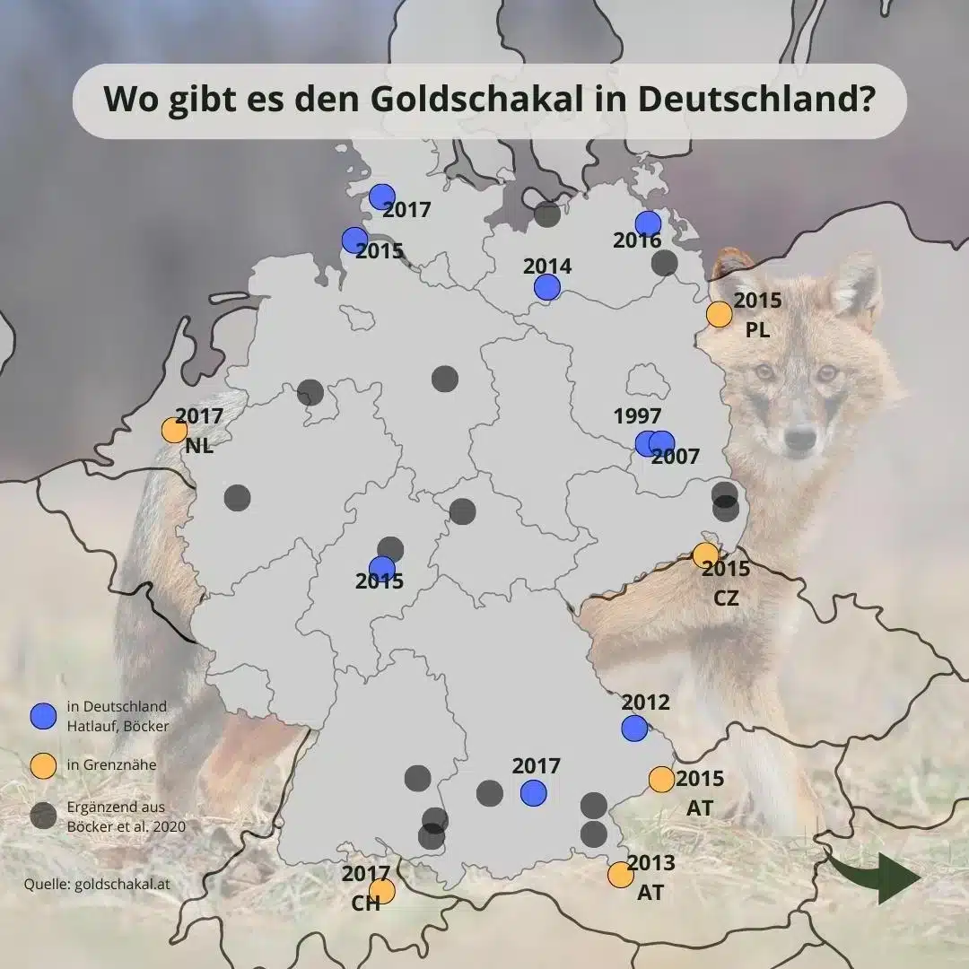 Goldschakal Verbreitung - Wildtiere in Deutschland