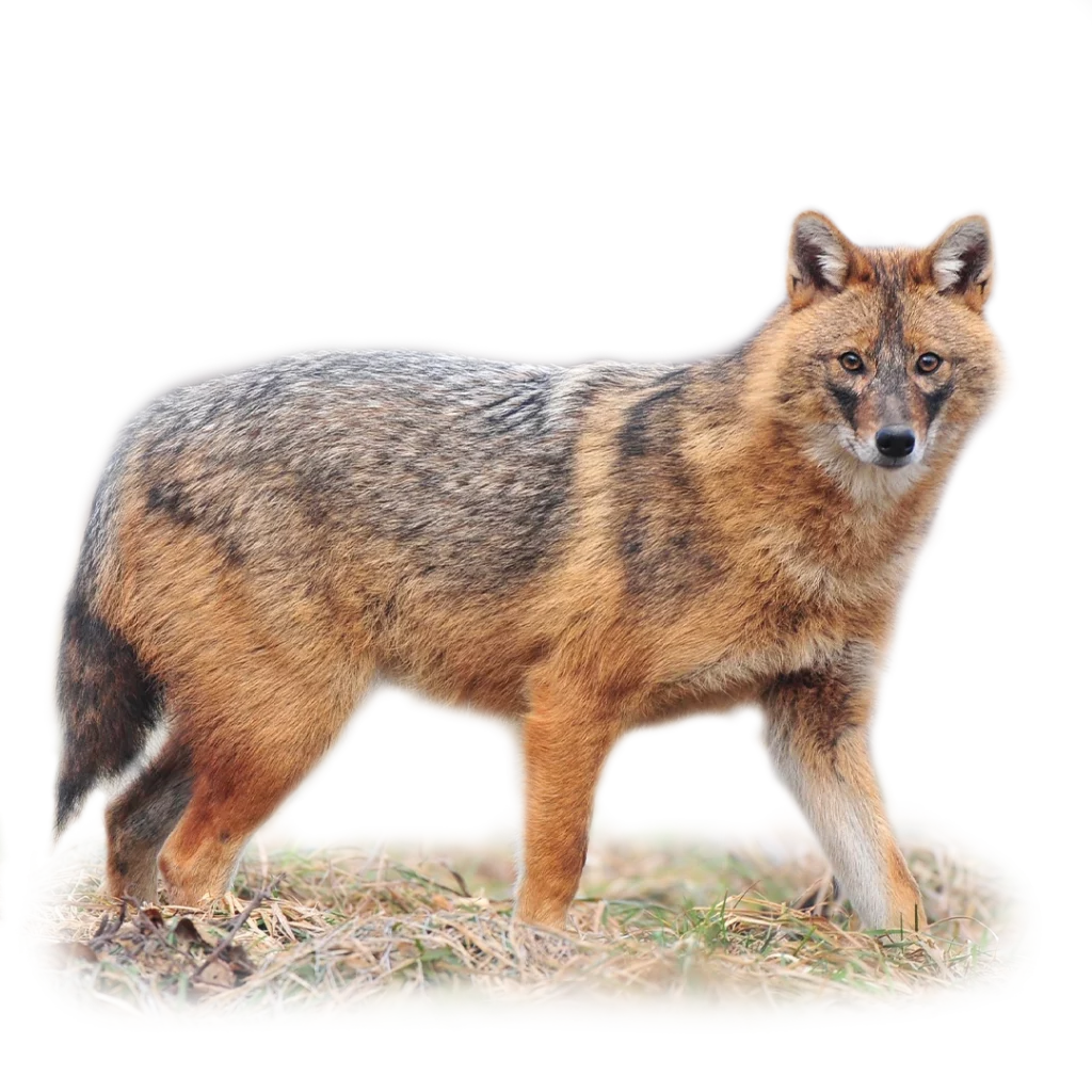 Тольятти секс жігіттері Иркутскіде секс үшін тувалық әйелдер