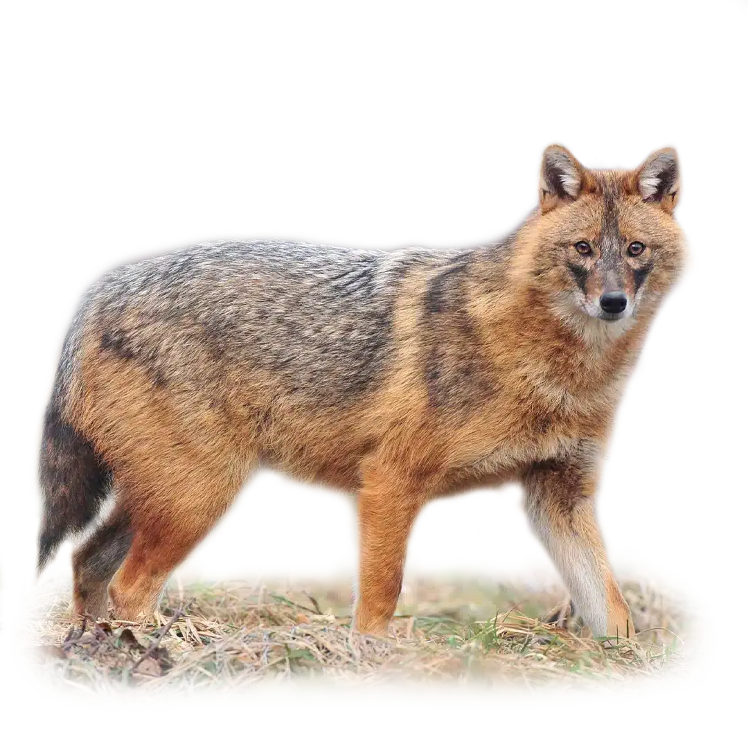 Goldschakal - Wildtiere in Deutschland