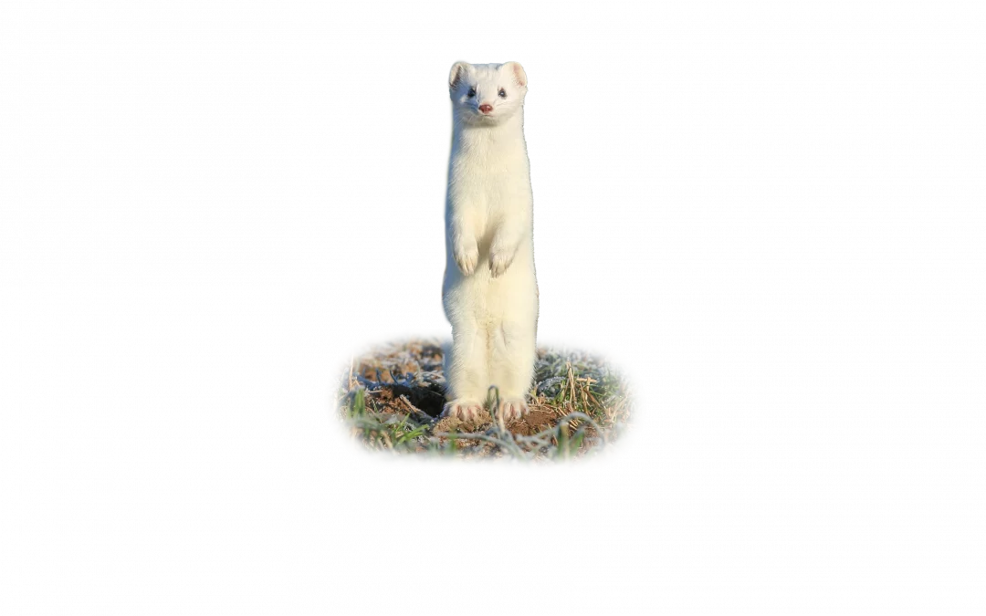 Hermelin