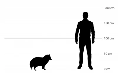 Die Marderhund Größe – perfekt angepasst an das Leben in dichten Wäldern und kühleren Regionen