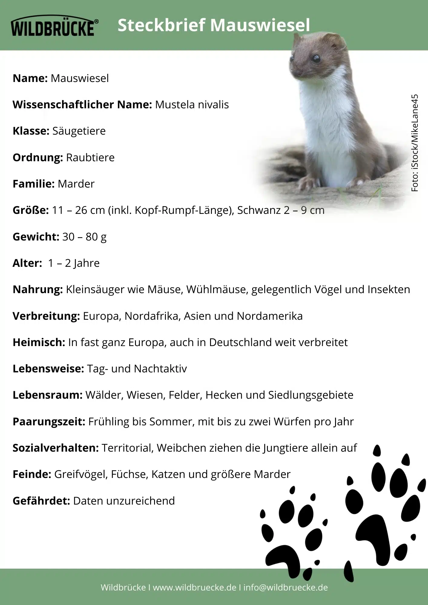 Mauswiesel Steckbrief - Wildtiere in Deutschland