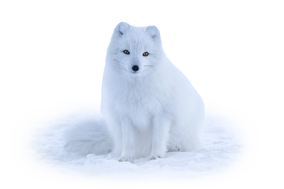 Polarfuchs - Wildtiere in Europa
