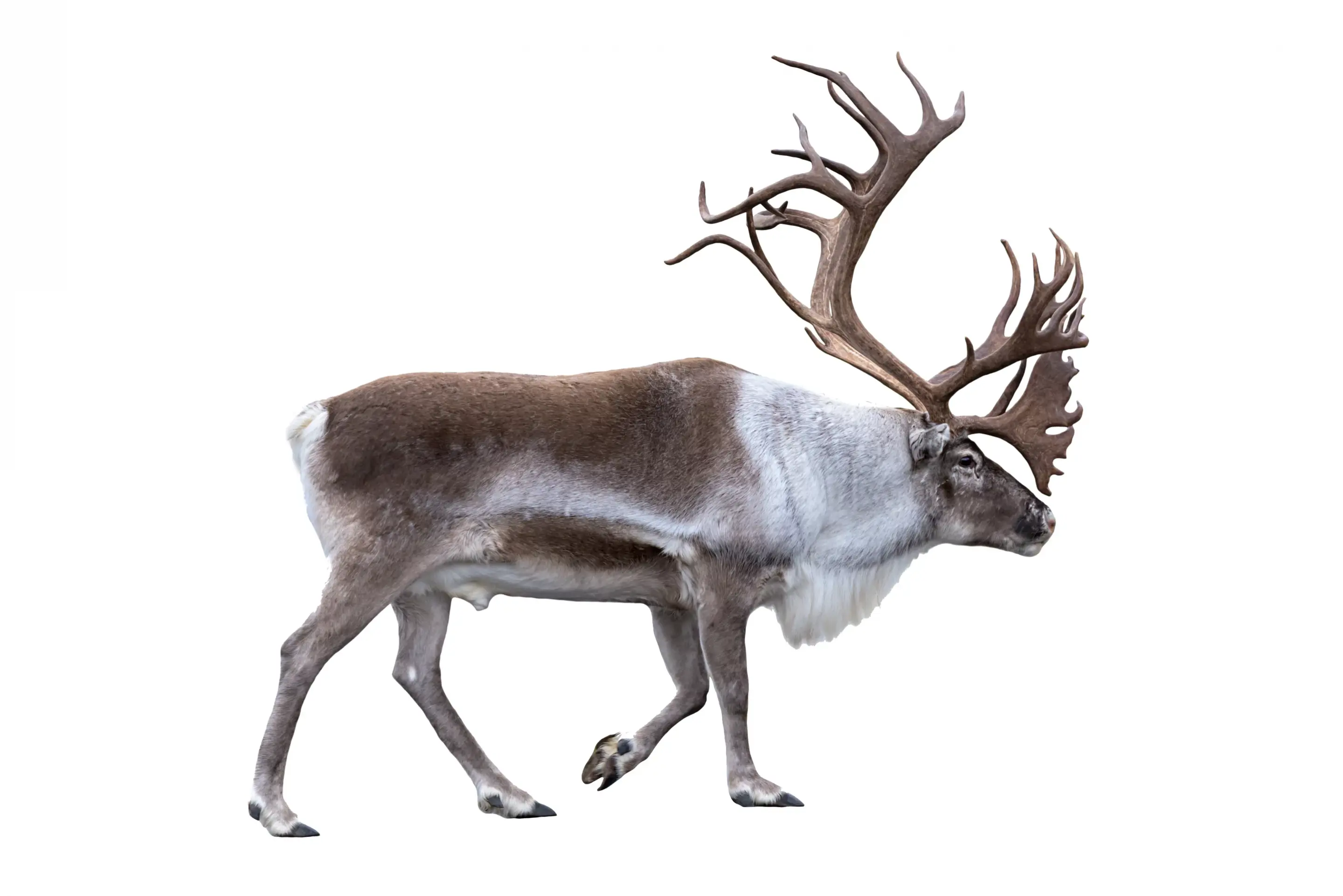 Rentier - Wildtiere in Europa