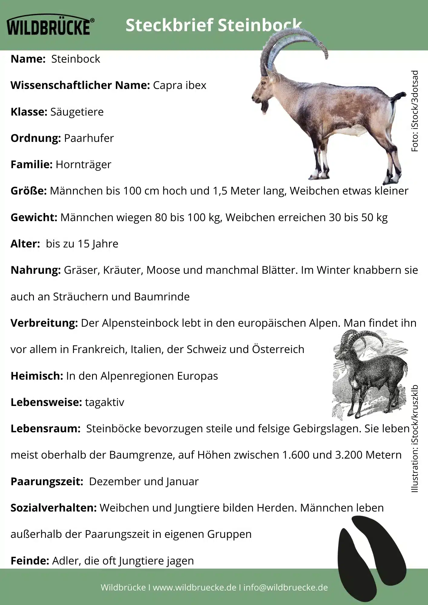 Steinbock Steckbrief - Wildtiere in Deutschland