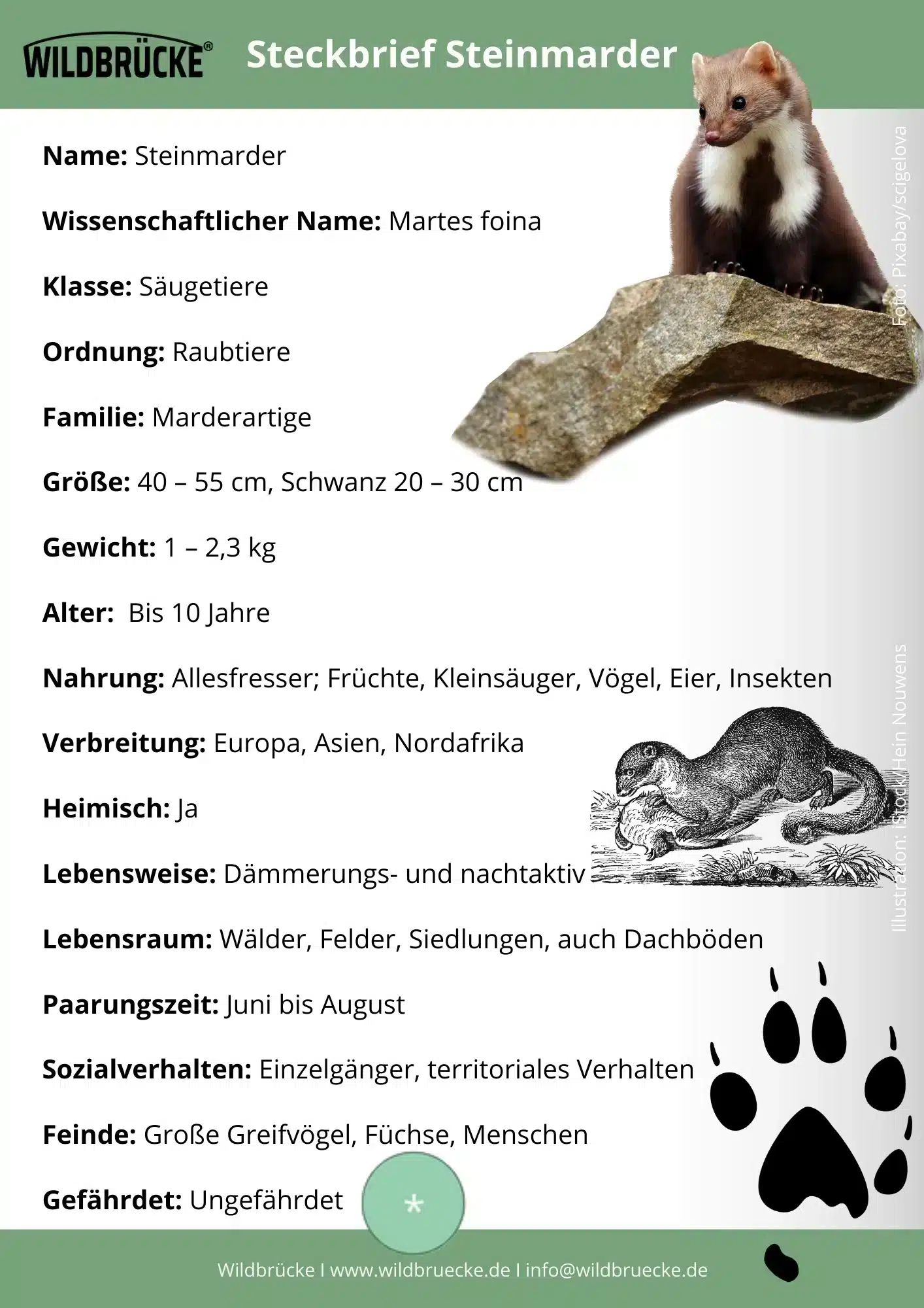 Steinmarder Steckbrief - Wildtiere in Deutschland