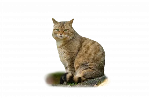 Wildkatze - Wildtiere in Deutschland